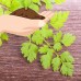 Curled Chervil Herb Seeds: 4 Oz - Non-GMO Herbal Garden Seeds - Micro Herb Greens & Microgreens   566877845
